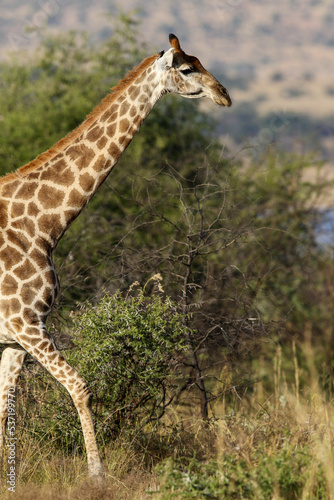 Giraffe in Pilanesberg National Park  South Africa