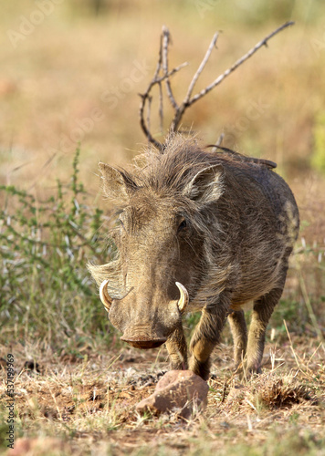 Warthog, Pilanesberg National Park, South Africa © Kim