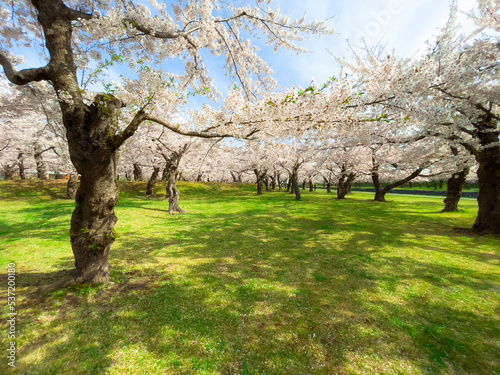 Hakodate Goryokaku Park with cherry blossoms in full bloom