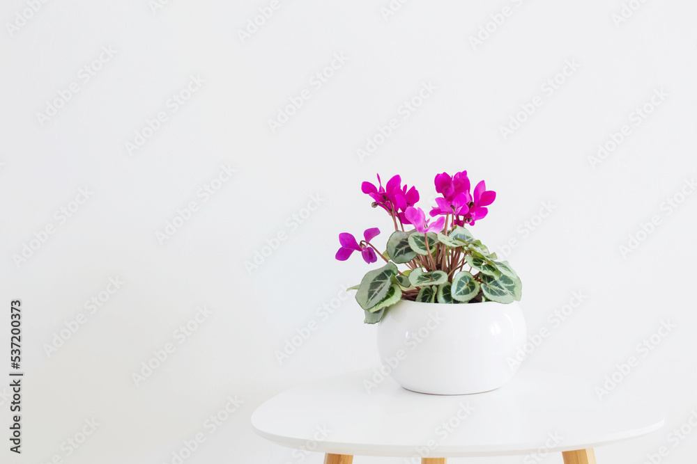 cyclamen in flowerpot on background white wall cyclamen in flowerpot on background white wall