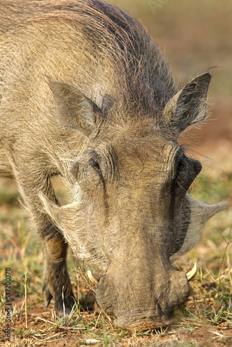 Warthog feeding on roots, Pilanesberg National Park, South Africa
