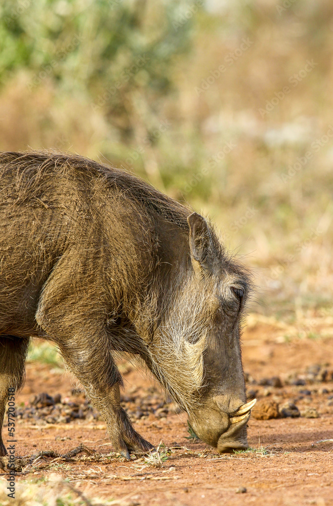 Warthog, Pilanesberg National Park, South Africa Warthog, Pilanesberg National Park, South Africa