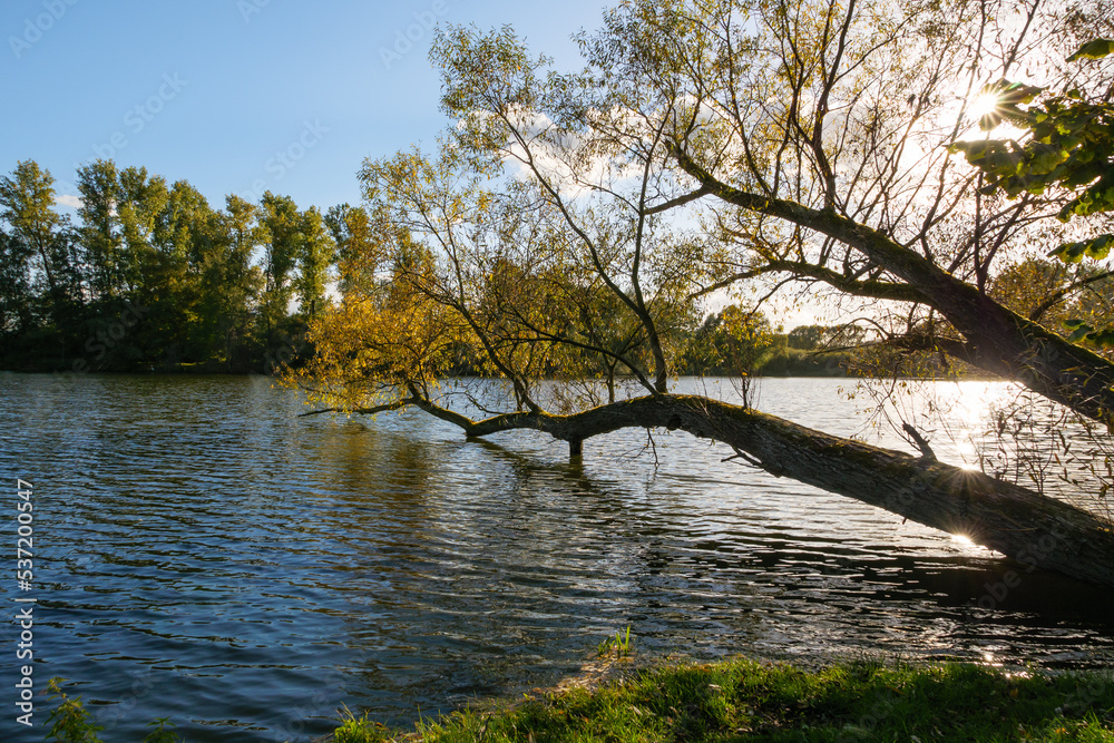 Herbstlicher Baum im See am Niederrhein Borner See Herbstlicher Baum im See am Niederrhein Borner See