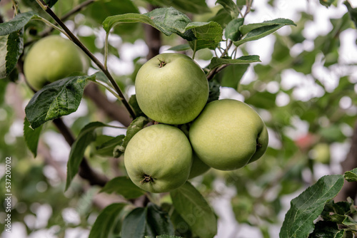Ripe green apples on the tree
