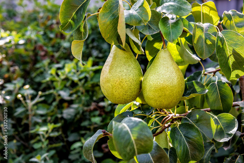 Ripe juicy pear on a branch