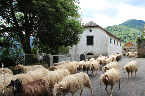 sheep transhumance in a village at the french pyrenees (france) 