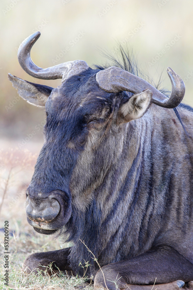 Naklejka premium Blue Wildebeest Bull, Pilanesberg National Park, South Africa