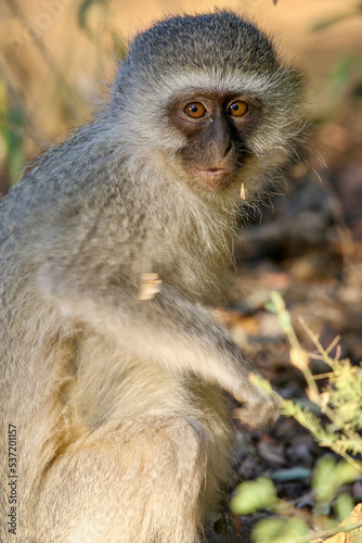 Vervet Monkey, Pilanesberg National Park, South AFrica