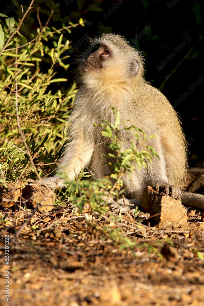 Vervet Monkey, Pilanesberg National Park, South AFrica Vervet Monkey, Pilanesberg National Park, South AFrica