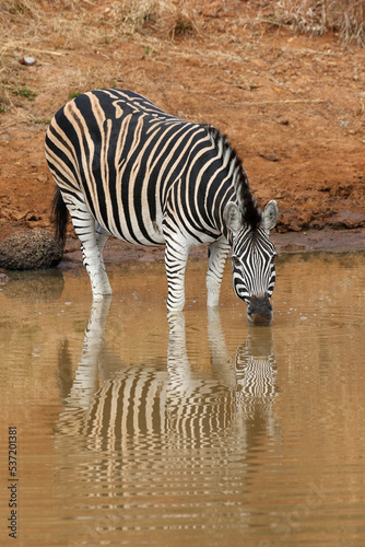 Plains Zebra drinking at the waterhole  Pilanesberg National Park  South Africa