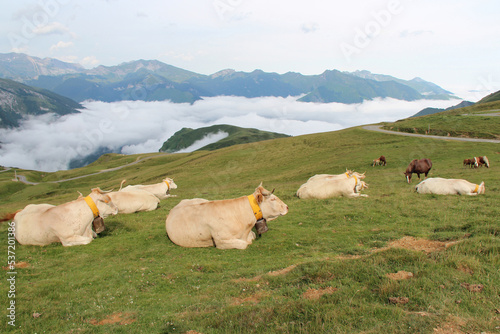 cows at the aubisque pass in the french pyrenees (france) photo