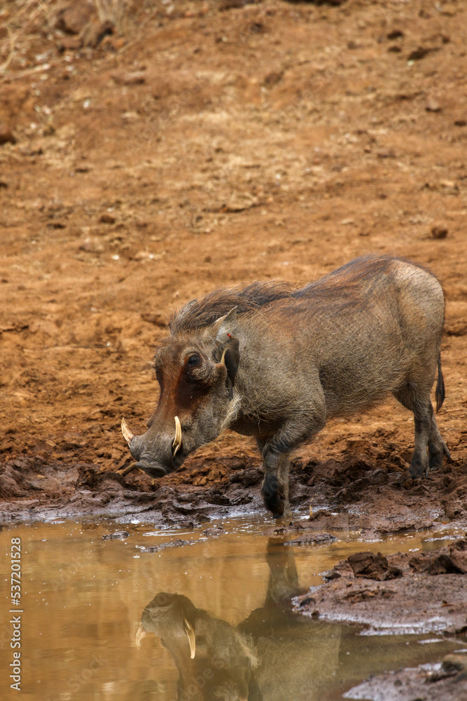Warthog, Pilanesberg National Park, South Africa Warthog, Pilanesberg National Park, South Africa