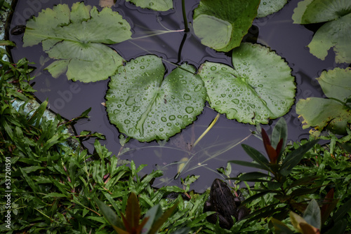 Water droplets on leaves after the rain 