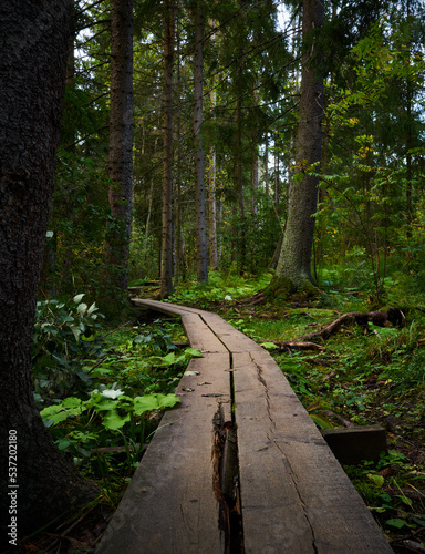 Duckboards path in forest photo