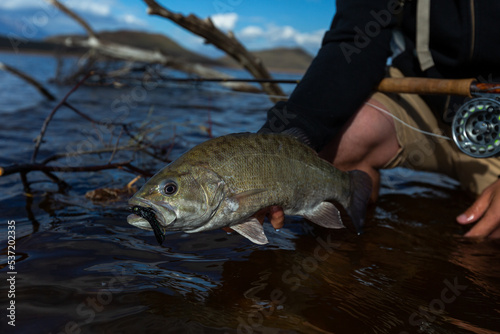 Fototapeta Naklejka Na Ścianę i Meble -  huge smallmouth bass caught while fly fishing