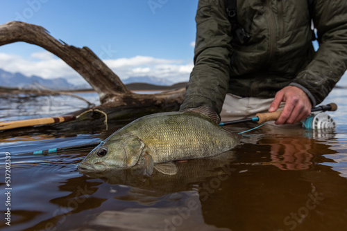 Fototapeta Naklejka Na Ścianę i Meble -  huge smallmouth bass fish in the hand