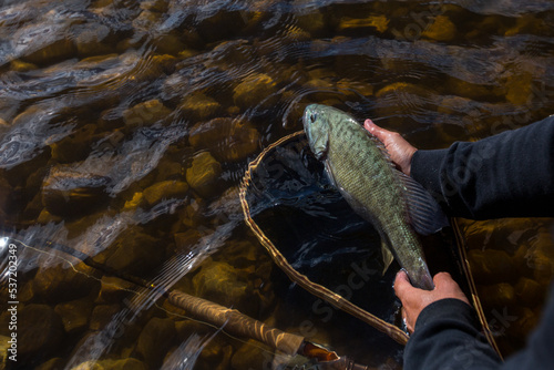 smallmouth bass being released by a fisheman