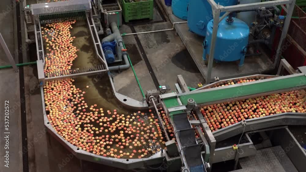 Postharvest Apple Processing Plant. Apples Are Placed In A Dump Tank