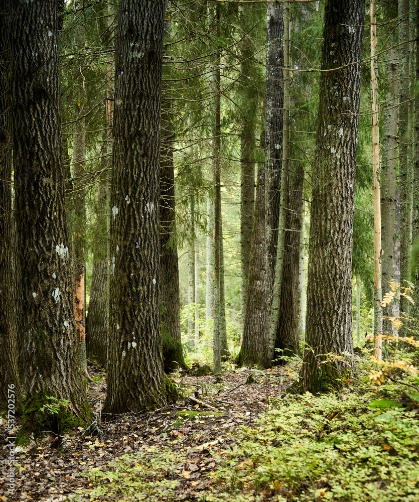 Obraz premium Autumn forest