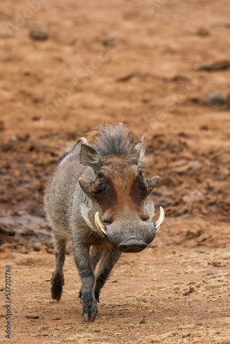 Warthog, Pilanesberg National Park, South Africa