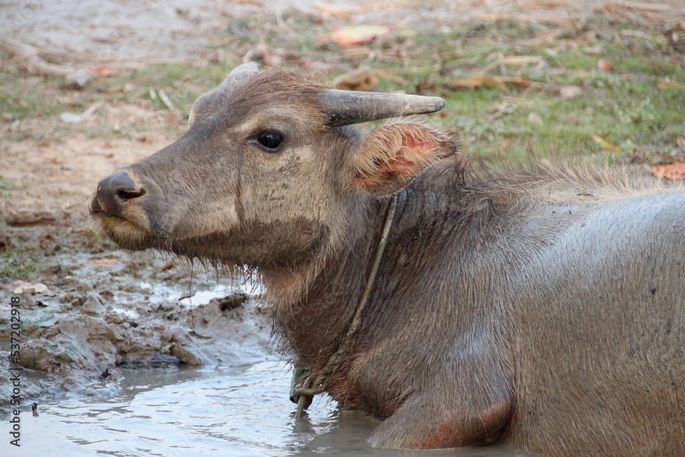 water buffalo in laos water buffalo in laos