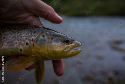 beautiful brown trout being released by a fisherman