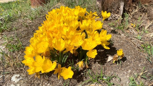 Yellow Autumn crocus in a gardenyellow crocus flowers photo
