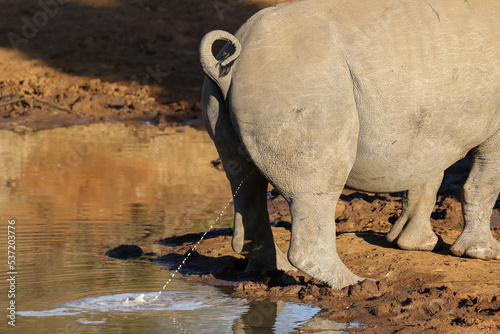 Photo White rhino or rhinoceros, urinating or scent marking, Pilanesberg National Park