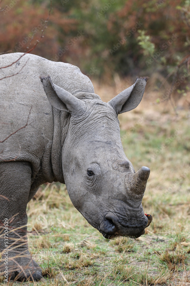 Fototapeta premium White Rhino or Rhinoceros, Pilanesberg South Africa
