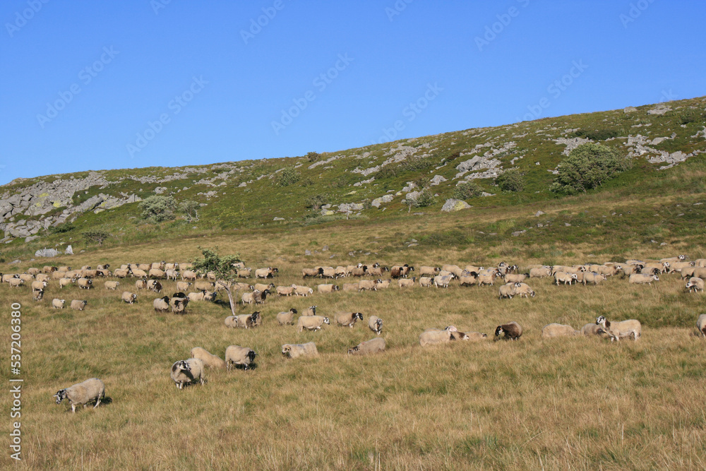 flock of sheep in auvergne (france)