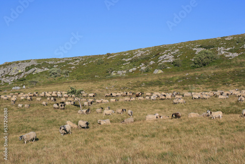 flock of sheep in auvergne (france)