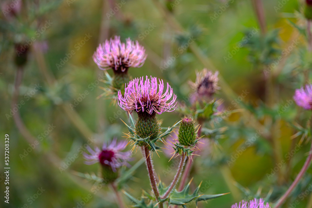 Thistle flowers blooming in the meadows of Phobjikha, Bhutan Thistle flowers blooming in the meadows of Phobjikha, Bhutan
