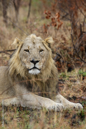 Male Lion  Pilanesberg National Park  South Africa