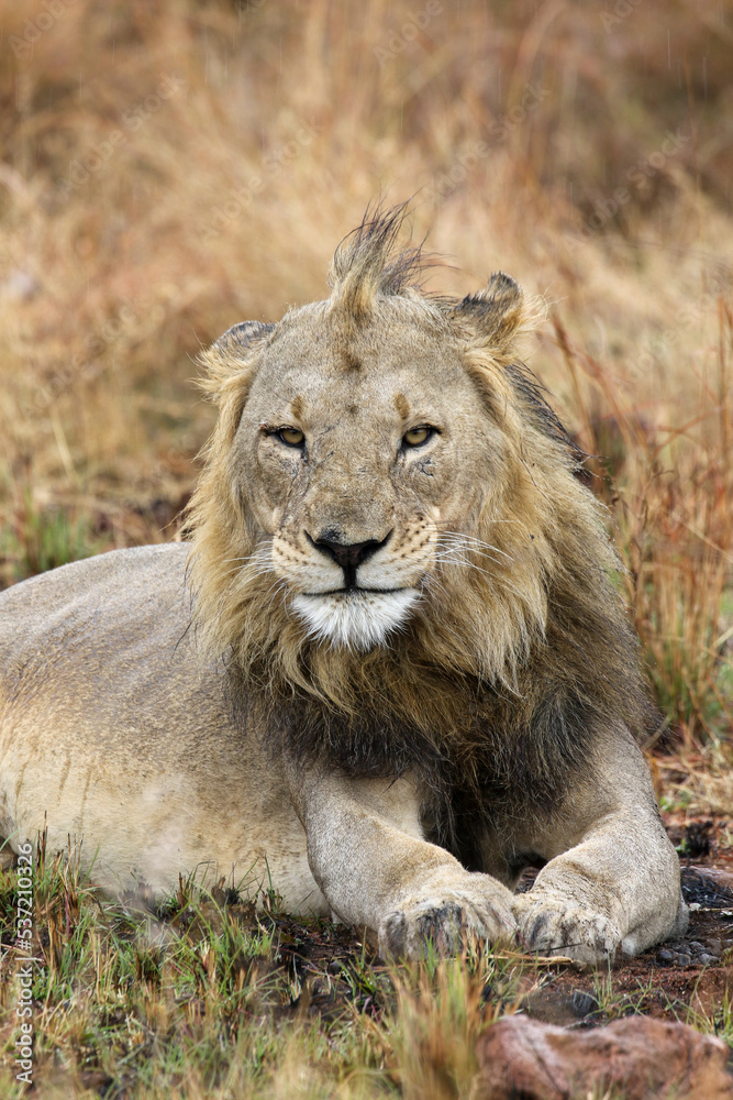 Fototapeta premium Male Lion, Pilanesberg National Park, South Africa