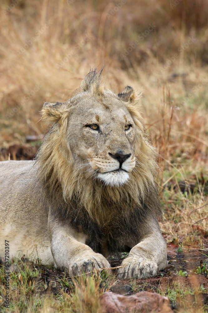 Male Lion, Pilanesberg National Park, South Africa Male Lion, Pilanesberg National Park, South Africa