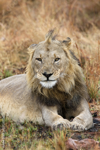 Male Lion  Pilanesberg National Park  South Africa