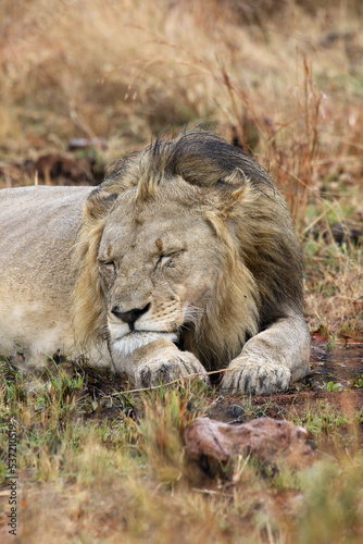 Sleeping male lion  Pilanesberg National Park  South Africa