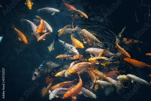 koi fishes