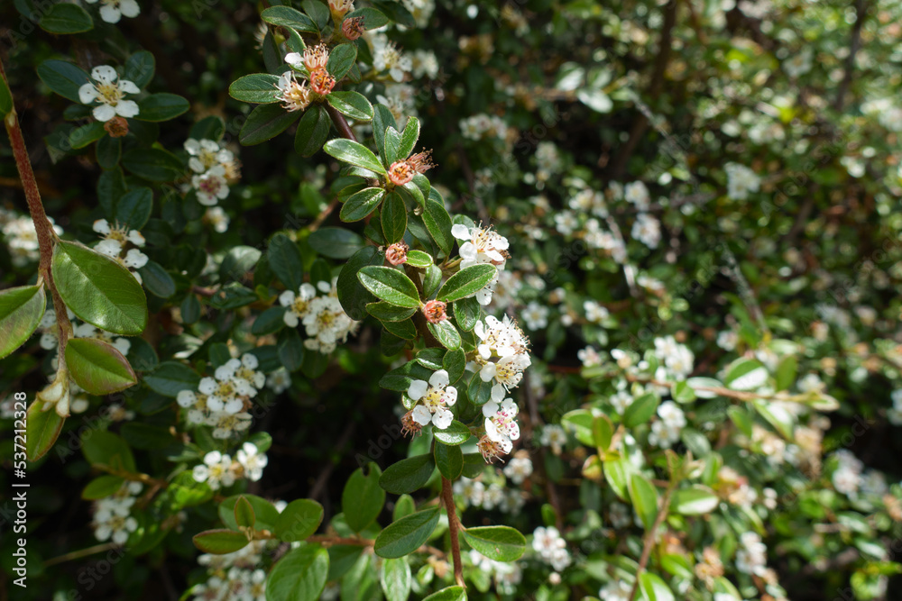 Green leaves and white flowers of rock cotoneaster in mid May