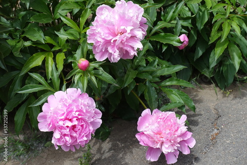 3 pink flowers of common peonies in May © Anna