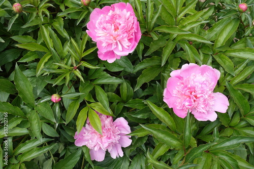 Foliage and three pink flowers of common peonies in May
