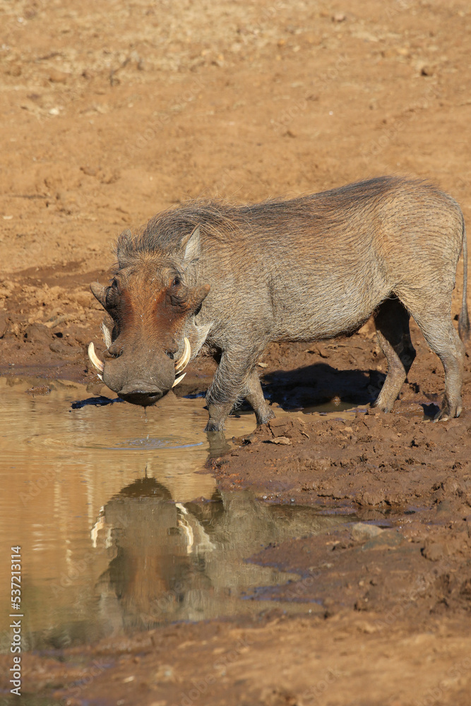 Warthog, Pilanesberg National Park, South Africa Warthog, Pilanesberg National Park, South Africa