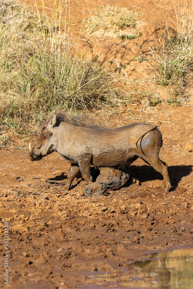Warthog scratching an itch, Pilanesberg National Park, South Africa Warthog scratching an itch, Pilanesberg National Park, South Africa