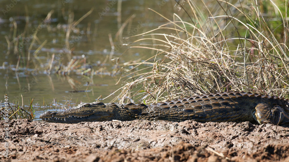 Nile Crocodile, Pilanesberg National Park, South Arica Nile Crocodile, Pilanesberg National Park, South Arica