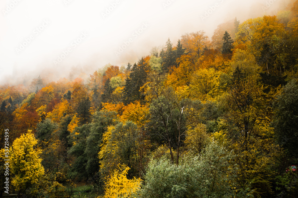 The mountain autumn landscape with colorful forest

