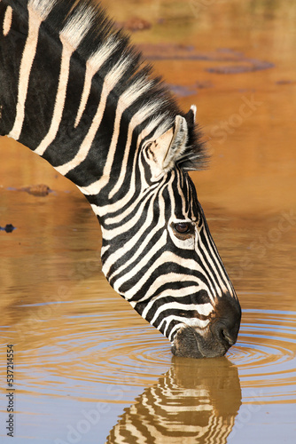 Plains Zebra drinking water at the waterhole, Pilanesberg National Park, South Africa