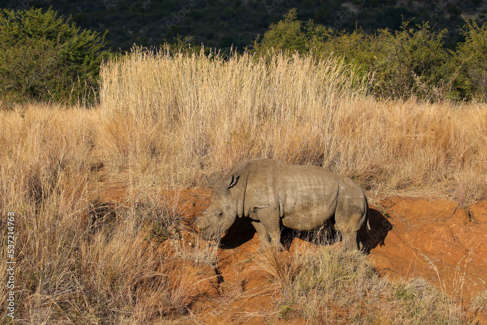 Fototapeta premium White Rhino or Rhinoceros, Pilanesberg South Africa