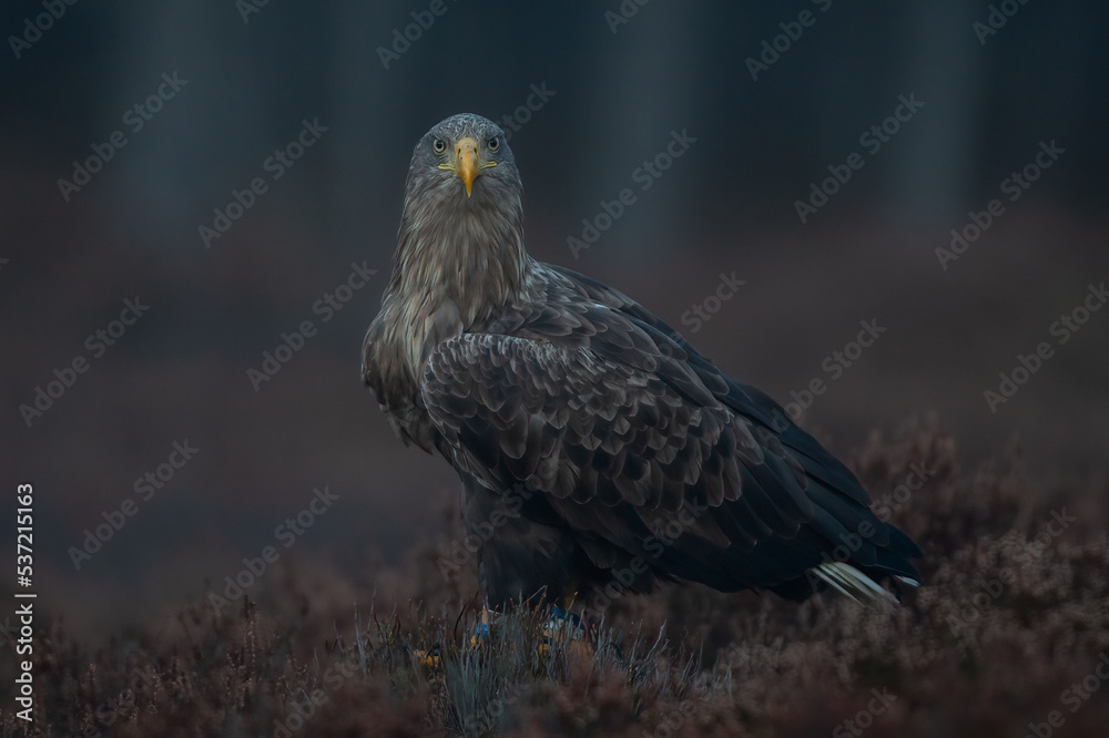 White-tailed eagle in the misty autumn bog White-tailed eagle in the misty autumn bog