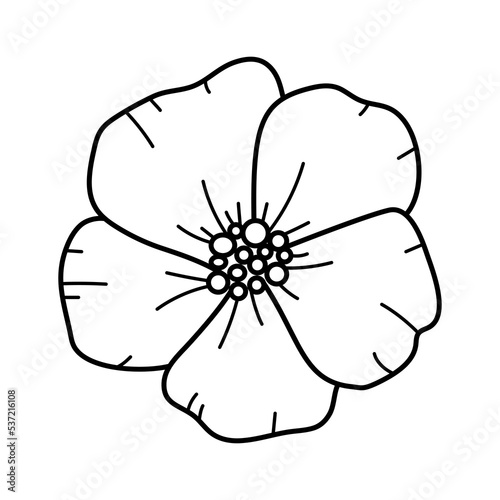 Hand drawing line art poppy flower for greeting card, invitation. Botanical floral sketch. Gorgeous floral element.