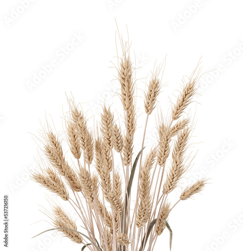 Wheat ears on transparent background. Celiac disease and gluten intolerance concept. Healthcare  healthy eating  healthy lifestyle  gluten free diet. 3D rendering.
